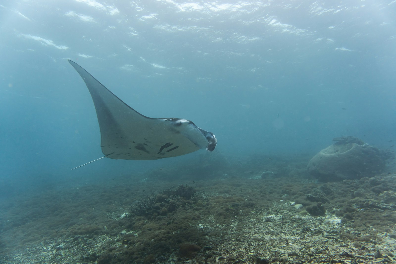 科莫多船宿潜水（Scuba Junkie Komodo） 参考图 1